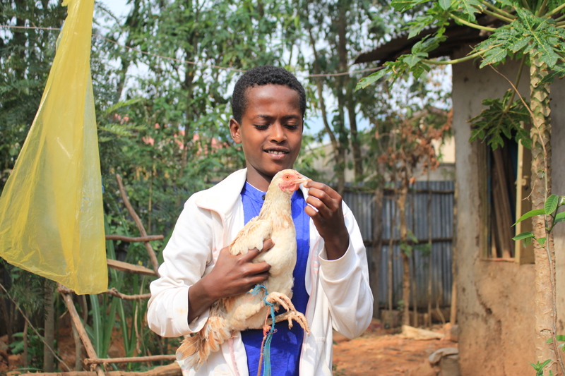 Tamrat tekur hænu í fangið og heldur í gogginn. Hann er vanur að hjálpa mömmu sinni með heimilisverkin.