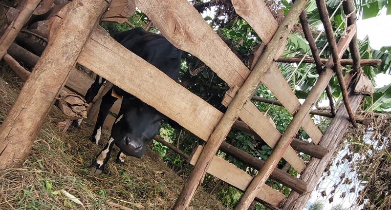 Josiane fékk kú til ræktunar.